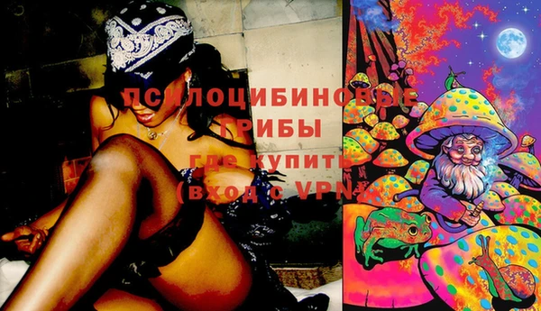 шишки Абаза